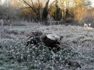 FFF PROMPT frost-on-a-stump-sandra-crook